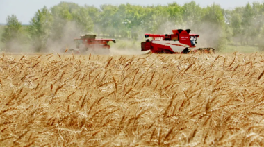 La Provincia relanza un programa clave para medir y valorizar la calidad del trigo bonaerense