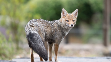 Más zorros grises en zonas urbanas de Pilar: recomiendan no molestarlos