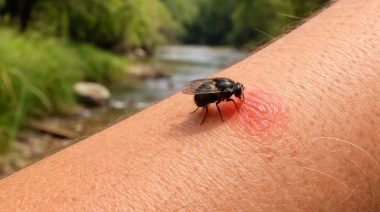 Alerta en Buenos Aires por la expansión del barigüí en áreas urbanas