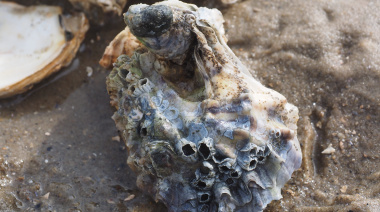 Control ambiental y valor agregado: la ostra del Pacífico abre un nuevo negocio en la costa bonaerense