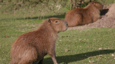 La Provincia avanza con el traslado de carpinchos en Nordelta pese al rechazo ambientalista