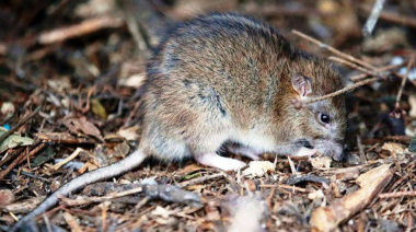 Hantavirus en la provincia: murió una nena de 10 años en General Belgrano