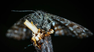Preocupación sanitaria por polillas negras en Tigre y Escobar