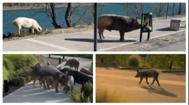 Detectan cerdos salvajes en Nordelta en medio del operativo por los carpinchos