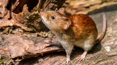 Una persona falleció por hantavirus en Arrecifes y ya son cinco las víctimas en PBA
