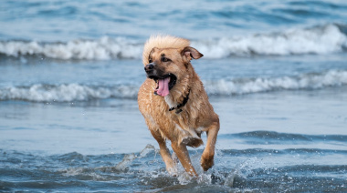 Tres playas pet-friendly de la costa atlántica para visitar con mascotas