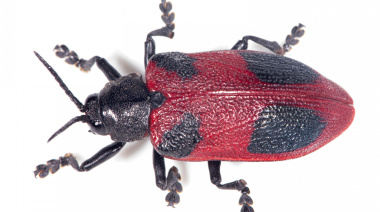 Emergencia fitosanitaria en la isla Martín García por el picudo rojo, “la plaga global más destructiva de las palmeras”