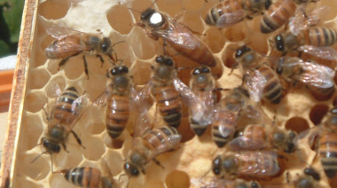 Criadores de reinas y productores apícolas se reúnen en General Belgrano para una jornada clave del sector
