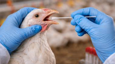 Confirman nuevos casos de gripe aviar en la provincia de Buenos Aires
