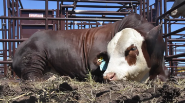 Fuerte rechazo del campo bonaerense a la desregulación de la vacunación contra la aftosa
