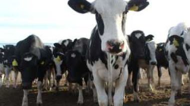 Lechería bonaerense en rojo: más producción, costos altos y tambos al límite