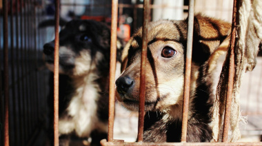 La Costa refuerza la lucha contra el maltrato animal con una campaña clave