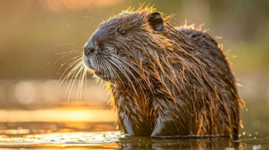 Bahía Blanca: mataron a un coipo a patadas y los denunciaron por maltrato animal