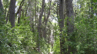 La Provincia financiará proyectos para conservar y restaurar bosques nativos