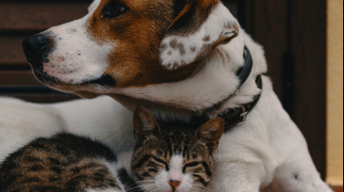 Senado bonaerense: un proyecto propone licencia por la muerte de mascotas para estatales