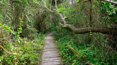 La Provincia aprobó el plan 2026 para conservar y restaurar los bosques nativos