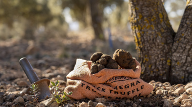 Trufas negras en Buenos Aires: dónde vivir la caza con perros truferos