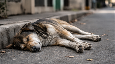 Más de 80 perros murieron envenenados en Bolívar y la investigación sigue abierta