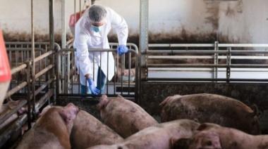 Triquinosis: los casos confirmados en la Provincia ya son 4,6 veces más que en 2025
