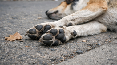 Bolívar: ofrecen $1.500.000 para esclarecer los envenenamientos de animales