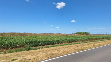 Buscan habilitar la siembra en 50.000 hectáreas al costado de rutas nacionales