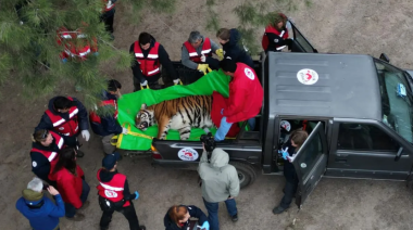 Treinta tigres y leones del ex zoológico de Luján comenzaron su reubicación en santuarios