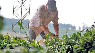 Sin prórroga de Milei, UATRE alertó que peligran 120.000 empleos rurales