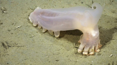Mar del Plata: CONICET descubrió 57 nuevas especies en su cañón submarino