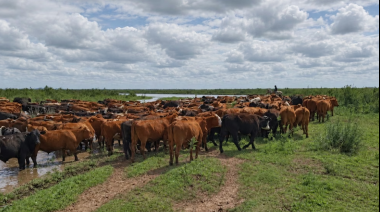 Crecida del Paraná: productores de San Nicolás, Ramallo y San Pedro evacúan ganado