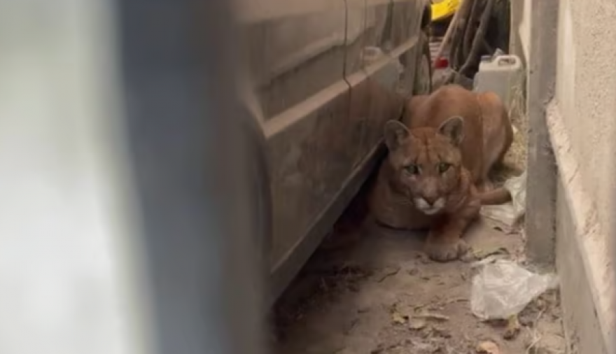 Una mujer fue al garaje de su casa y encontró un puma