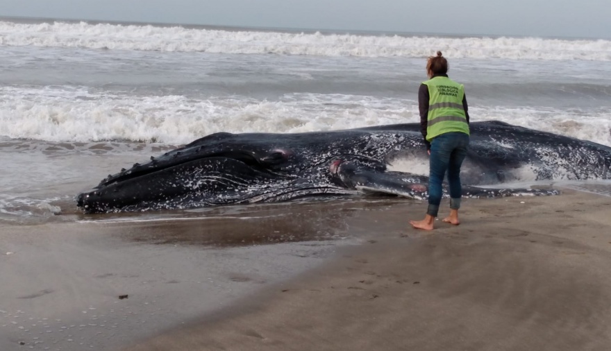 Hallan muerta una ballena en las costas de Pinamar e investigan las causas