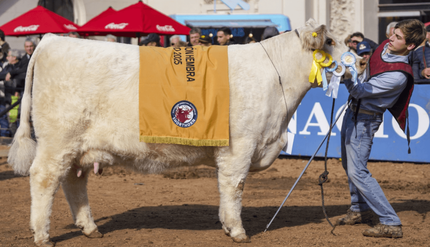Una vaca de Trenque Lauquen fue coronada como la mejor Shorthorn del mundo