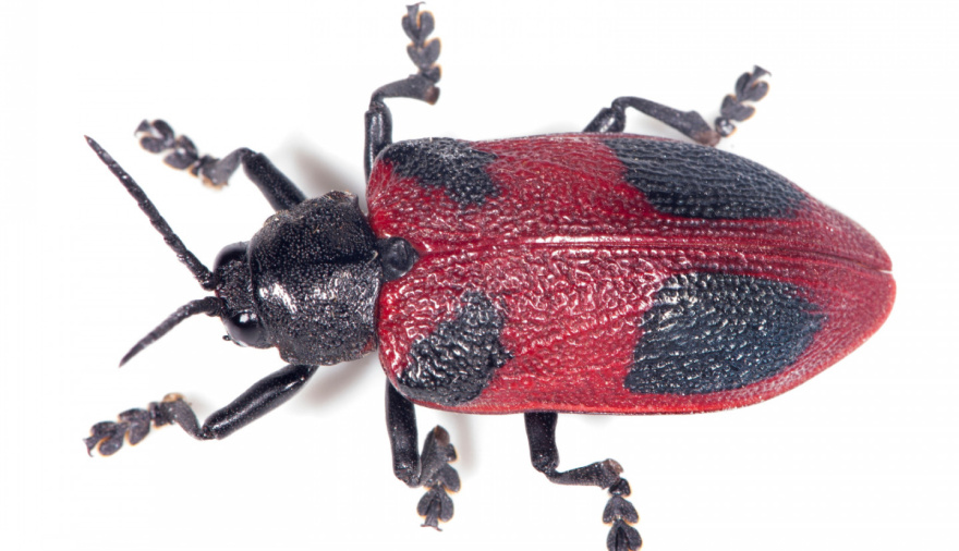 Emergencia fitosanitaria en la isla Martín García por el picudo rojo, “la plaga global más destructiva de las palmeras”