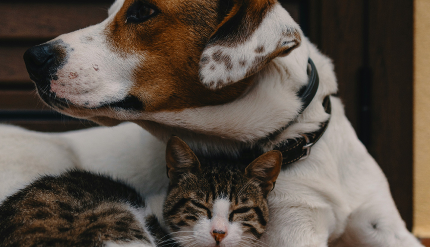 Senado bonaerense: un proyecto propone licencia por la muerte de mascotas para estatales