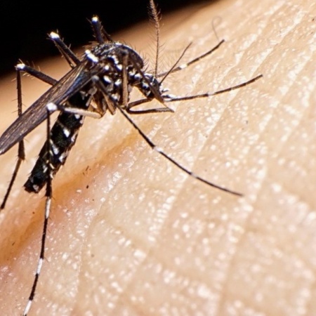 Dengue: 16 municipios ya dieron por finalizado el brote y caen los casos por octava semana