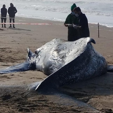 Apareció otra ballena muerta en la costa y crece la preocupación