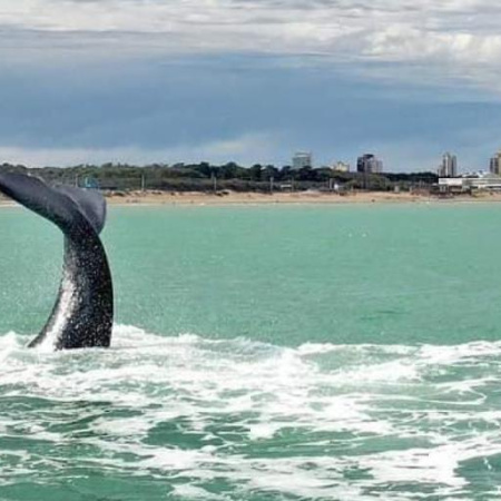 Necochea sorprende con récord de ballenas y activa el turismo de invierno