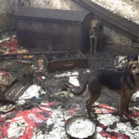 Rescatan a 43 perros en Lanús que vivían hacinados en condiciones extremas