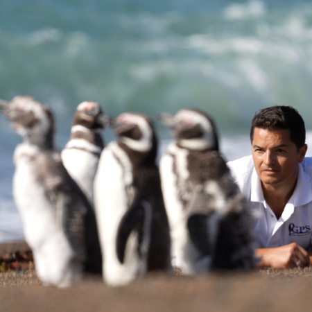 “El Señor de los Pingüinos”: documental sobre Pablo Borboroglu, ganador del "Premio Nobel a la Conservación"