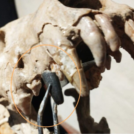 Otro hallazgo en San Pedro: descubren vestigios de un pariente del perro que vivió hace 200 mil años