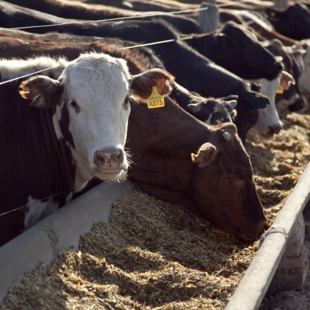Provincia lanza un plan para erradicar enfermedades en el rodeo bovino