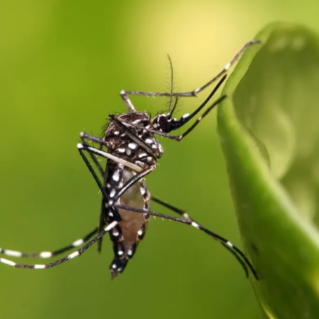 Piden reforzar el descacharrado para prevenir el dengue tras las últimas lluvias