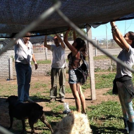 Chacabuco lanza un plan para dar hogar a 70 perros con beneficios impositivos