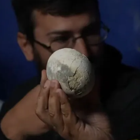 Investigadores del Conicet descubrieron un huevo de dinosaurio carnívoro en excelente estado