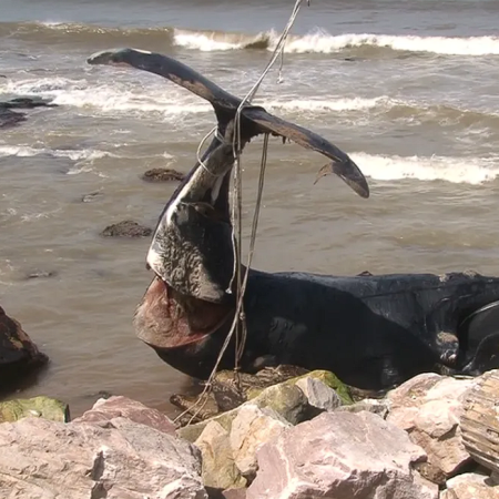 Apareció una ballena franca austral muerta en las costas de Miramar