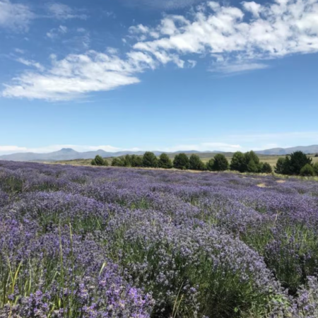 Entre lavandas y sierras: el rincón sensorial que enamora en Coronel Suárez