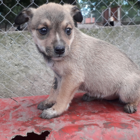 Por la crisis económica, cierra el Refugio Municipal de Animales de Madariaga