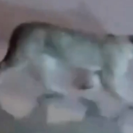 Avistaron un puma en Valeria del Mar y crece la preocupación en la zona