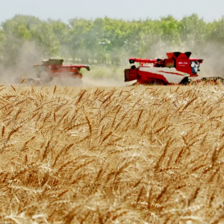 La Provincia relanza un programa clave para medir y valorizar la calidad del trigo bonaerense