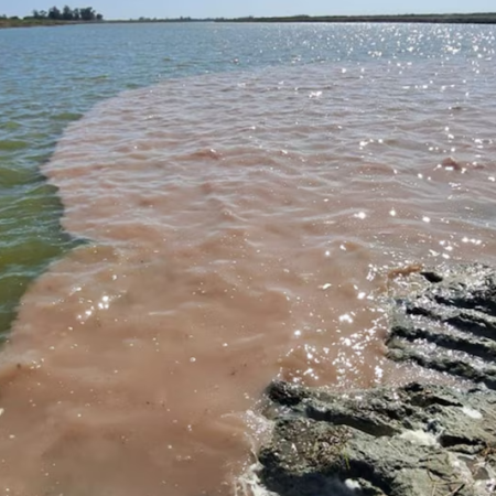 Procesaron al presidente de un frigorífico por contaminar el Río Salado